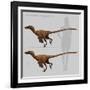 Size Comparison of Velociraptor Mongoliensis to a Human-null-Framed Art Print