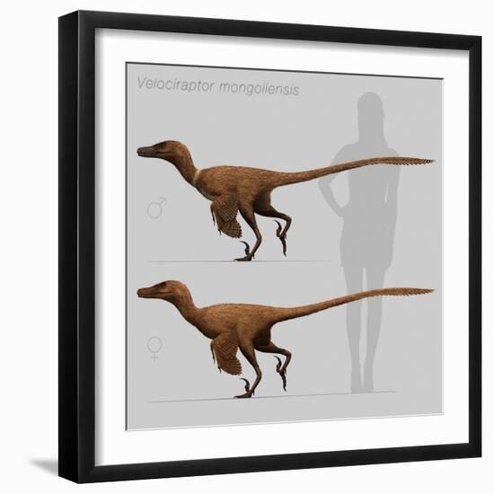 Size Comparison of Velociraptor Mongoliensis to a Human-null-Framed Art Print