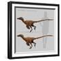 Size Comparison of Velociraptor Mongoliensis to a Human-null-Framed Art Print