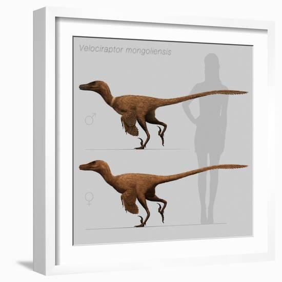 Size Comparison of Velociraptor Mongoliensis to a Human-null-Framed Art Print