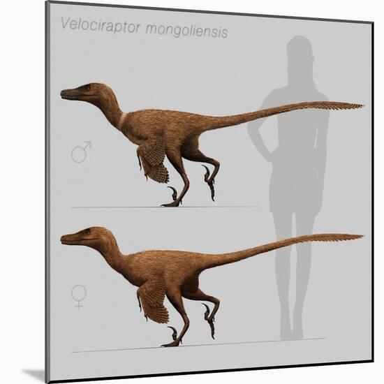 Size Comparison of Velociraptor Mongoliensis to a Human-null-Mounted Art Print