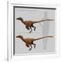 Size Comparison of Velociraptor Mongoliensis to a Human-null-Framed Art Print