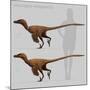 Size Comparison of Velociraptor Mongoliensis to a Human-null-Mounted Art Print