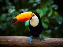 Toucan on the Branch in Tropical Forest of Brazil-SJ Travel Photo and Video-Framed Photographic Print