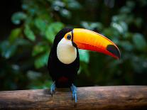 Toucan on the Branch in Tropical Forest of Brazil-SJ Travel Photo and Video-Stretched Canvas