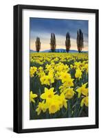 Skagit Valley Daffodils I-Alan Majchrowicz-Framed Art Print