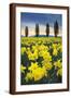 Skagit Valley Daffodils I-Alan Majchrowicz-Framed Art Print