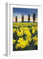 Skagit Valley Daffodils I-Alan Majchrowicz-Framed Art Print