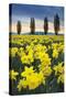 Skagit Valley Daffodils I-Alan Majchrowicz-Stretched Canvas