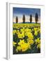 Skagit Valley Daffodils I-Alan Majchrowicz-Framed Art Print