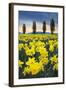 Skagit Valley Daffodils I-Alan Majchrowicz-Framed Art Print