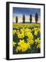 Skagit Valley Daffodils I-Alan Majchrowicz-Framed Art Print