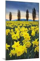 Skagit Valley Daffodils I-Alan Majchrowicz-Mounted Art Print