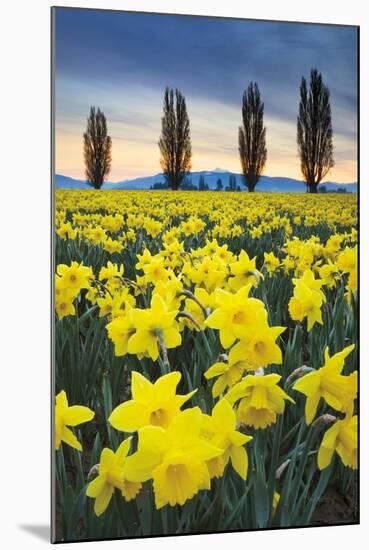 Skagit Valley Daffodils I-Alan Majchrowicz-Mounted Art Print