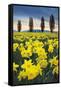 Skagit Valley Daffodils I-Alan Majchrowicz-Framed Stretched Canvas