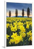 Skagit Valley Daffodils I-Alan Majchrowicz-Framed Art Print