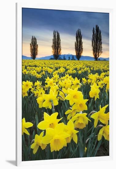 Skagit Valley Daffodils I-Alan Majchrowicz-Framed Art Print