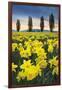 Skagit Valley Daffodils I-Alan Majchrowicz-Framed Art Print