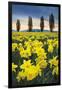 Skagit Valley Daffodils I-Alan Majchrowicz-Framed Art Print