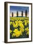 Skagit Valley Daffodils I-Alan Majchrowicz-Framed Premium Giclee Print