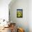 Skagit Valley Daffodils I-Alan Majchrowicz-Framed Stretched Canvas displayed on a wall