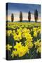 Skagit Valley Daffodils I-Alan Majchrowicz-Stretched Canvas
