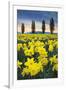 Skagit Valley Daffodils I-Alan Majchrowicz-Framed Art Print