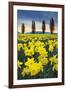 Skagit Valley Daffodils I-Alan Majchrowicz-Framed Art Print