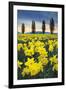 Skagit Valley Daffodils I-Alan Majchrowicz-Framed Art Print