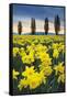 Skagit Valley Daffodils I-Alan Majchrowicz-Framed Stretched Canvas