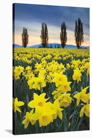 Skagit Valley Daffodils I-Alan Majchrowicz-Stretched Canvas