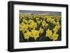 Skagit Valley daffodils-Alan Majchrowicz-Framed Photographic Print