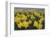 Skagit Valley daffodils-Alan Majchrowicz-Framed Photographic Print