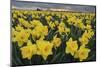 Skagit Valley daffodils-Alan Majchrowicz-Mounted Photographic Print