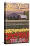 Skagit Valley Tulips-Lantern Press-Stretched Canvas