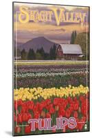 Skagit Valley Tulips-Lantern Press-Mounted Art Print