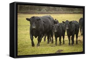 Skagit Valley, Washington State. Cows in the Rain-Matt Freedman-Framed Stretched Canvas