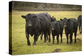 Skagit Valley, Washington State. Cows in the Rain-Matt Freedman-Stretched Canvas