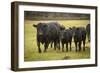 Skagit Valley, Washington State. Cows in the Rain-Matt Freedman-Framed Photographic Print