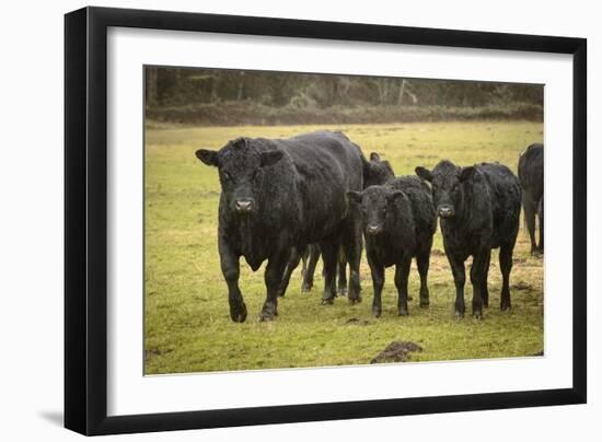 Skagit Valley, Washington State. Cows in the Rain-Matt Freedman-Framed Photographic Print