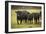 Skagit Valley, Washington State. Cows in the Rain-Matt Freedman-Framed Photographic Print