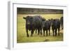 Skagit Valley, Washington State. Cows in the Rain-Matt Freedman-Framed Photographic Print