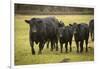 Skagit Valley, Washington State. Cows in the Rain-Matt Freedman-Framed Photographic Print