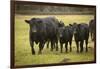 Skagit Valley, Washington State. Cows in the Rain-Matt Freedman-Framed Photographic Print