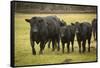 Skagit Valley, Washington State. Cows in the Rain-Matt Freedman-Framed Stretched Canvas