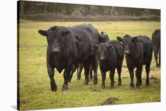 Skagit Valley, Washington State. Cows in the Rain-Matt Freedman-Stretched Canvas