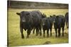 Skagit Valley, Washington State. Cows in the Rain-Matt Freedman-Stretched Canvas