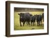 Skagit Valley, Washington State. Cows in the Rain-Matt Freedman-Framed Photographic Print