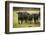 Skagit Valley, Washington State. Cows in the Rain-Matt Freedman-Framed Photographic Print