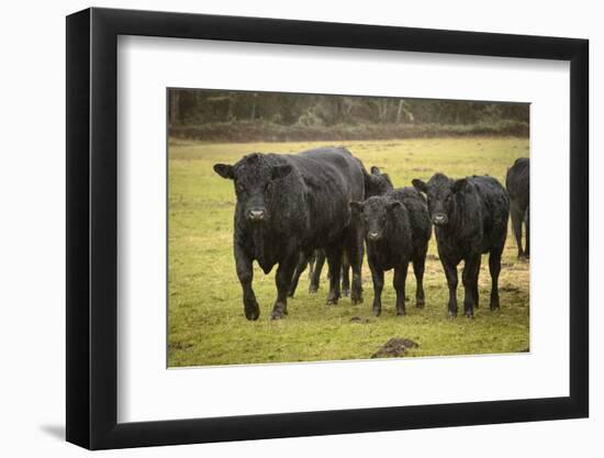 Skagit Valley, Washington State. Cows in the Rain-Matt Freedman-Framed Photographic Print